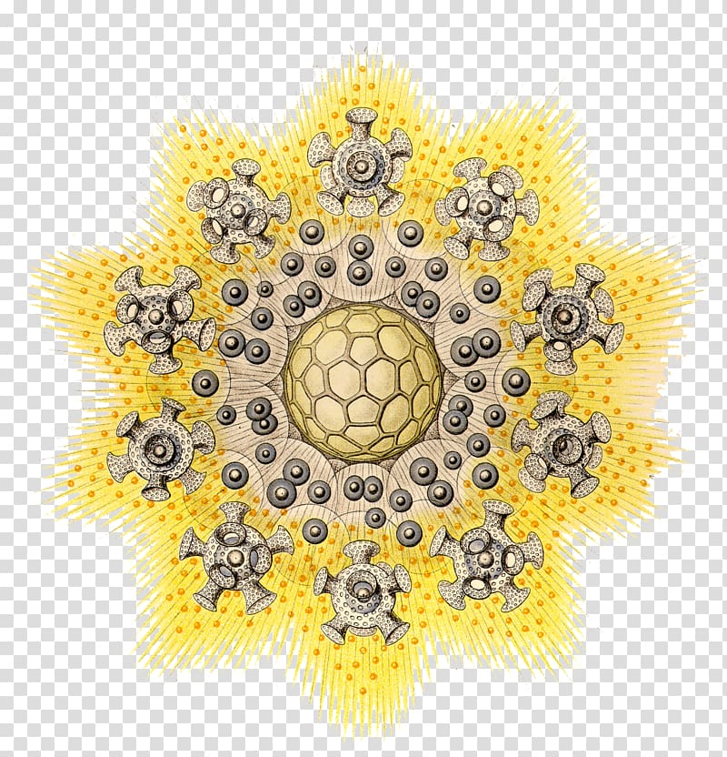 Art Forms in Nature Radiolaria Biology Ecology Science, flower horn transparent background PNG clipart