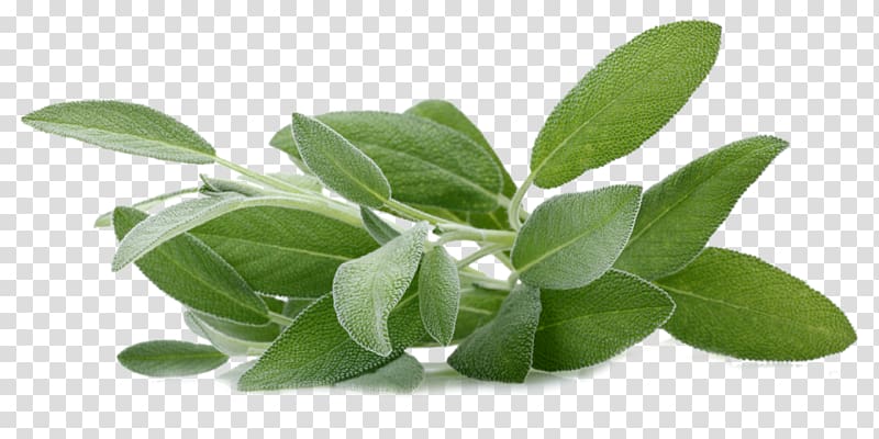 Common sage Sage of the diviners Herb Aromatherapy Extract, oil transparent background PNG clipart
