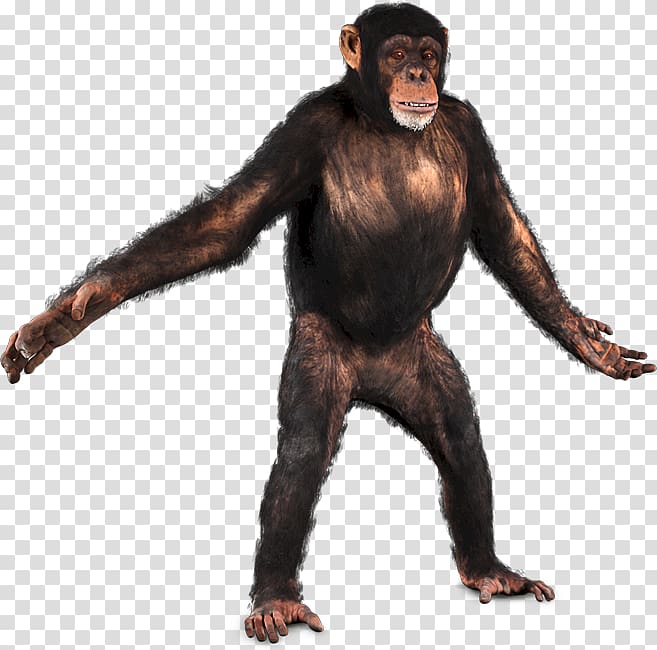 Common chimpanzee Primate Chroma key Monkey, chimpanzee transparent background PNG clipart