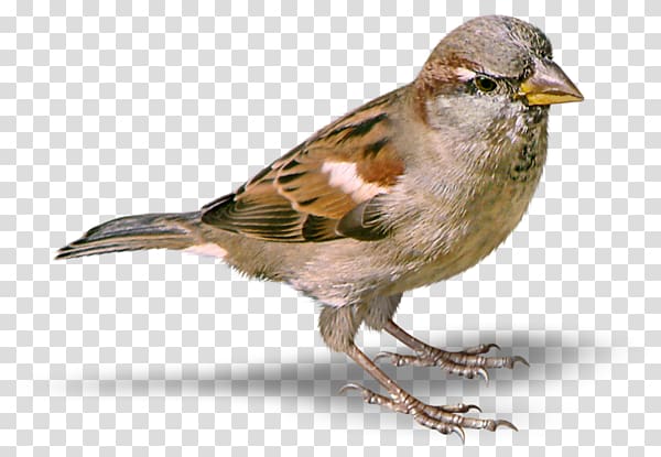 sparrow transparent background PNG clipart