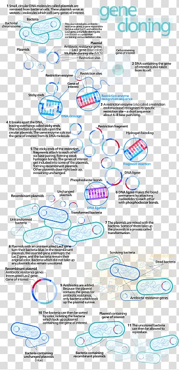 Molecular cloning Genetics DNA, USMLE Step 3 transparent background PNG clipart