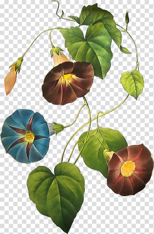 Cypress vine Morning glory Blue dawn flower Common morning-glory Botanical illustration, others transparent background PNG clipart