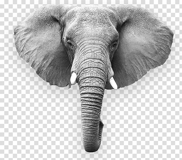 African elephant Indian elephant Megafauna Wildlife, elephant transparent background PNG clipart