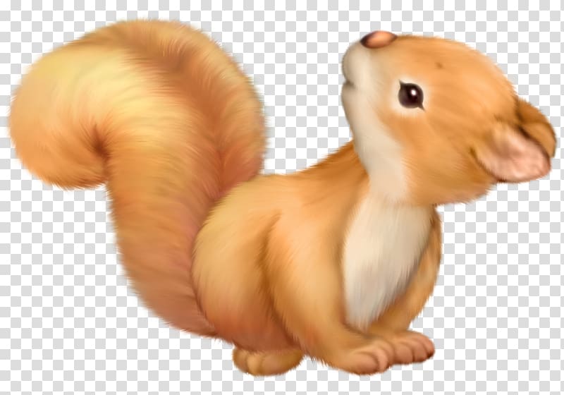Squirrel Cuteness , squirrel transparent background PNG clipart