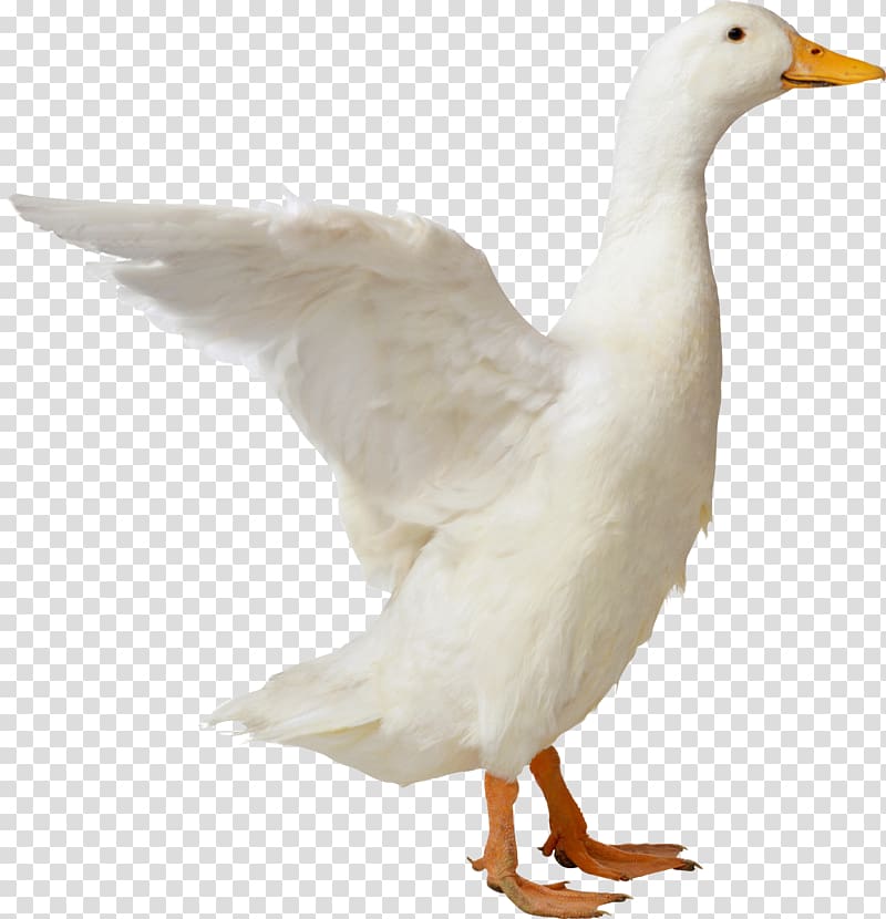 American Pekin Duck Goose Bird, Duck transparent background PNG clipart