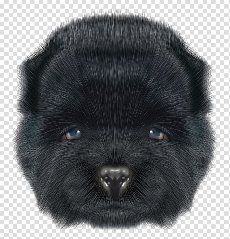 German Spitz Klein German Spitz Mittel Keeshond Pomeranian Illustration, Hand-painted cartoon dog fancier, illustration transparent background PNG clipart