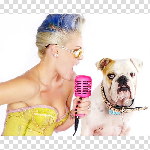 Bulldog breeds French Bulldog Puppy, alecia moore (p!nk) transparent background PNG clipart