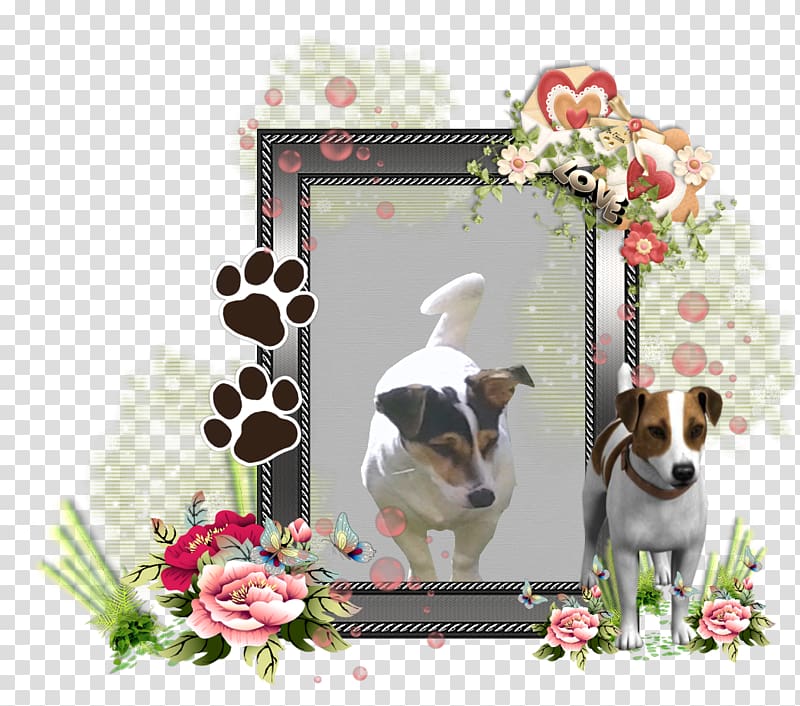 Dog breed Jack Russell Terrier Puppy Frames Companion dog, puppy transparent background PNG clipart