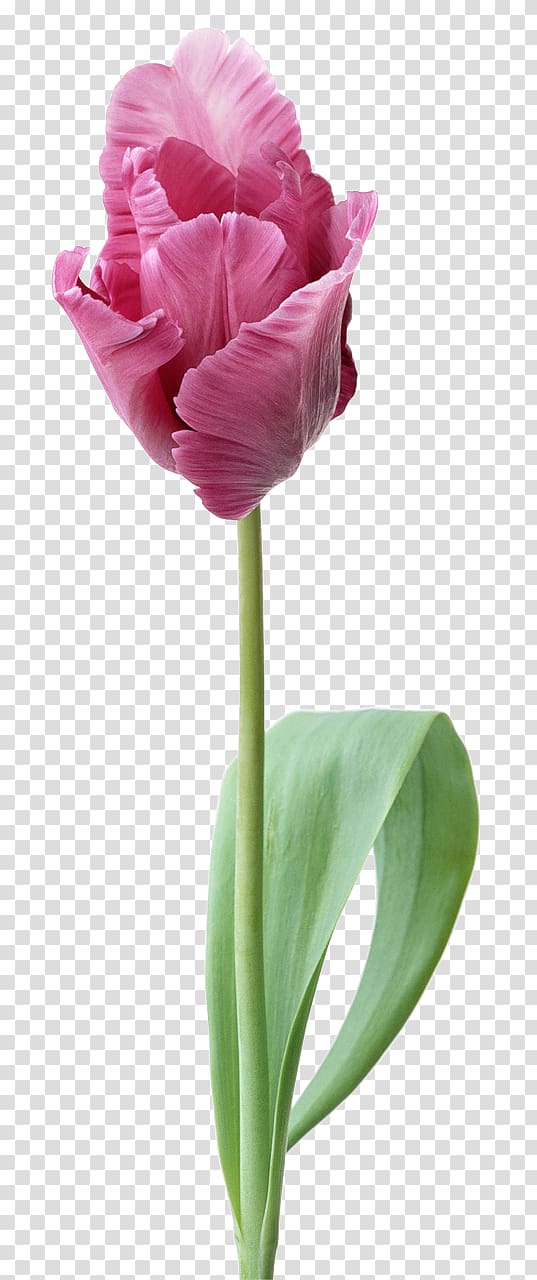 Indira Gandhi Memorial Tulip Garden Desktop Cut flowers, tulip transparent background PNG clipart