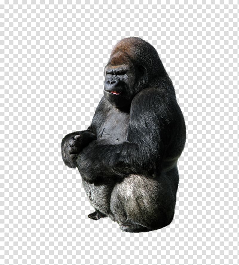 Gorilla Ape Primate, Animal Orangutan transparent background PNG clipart