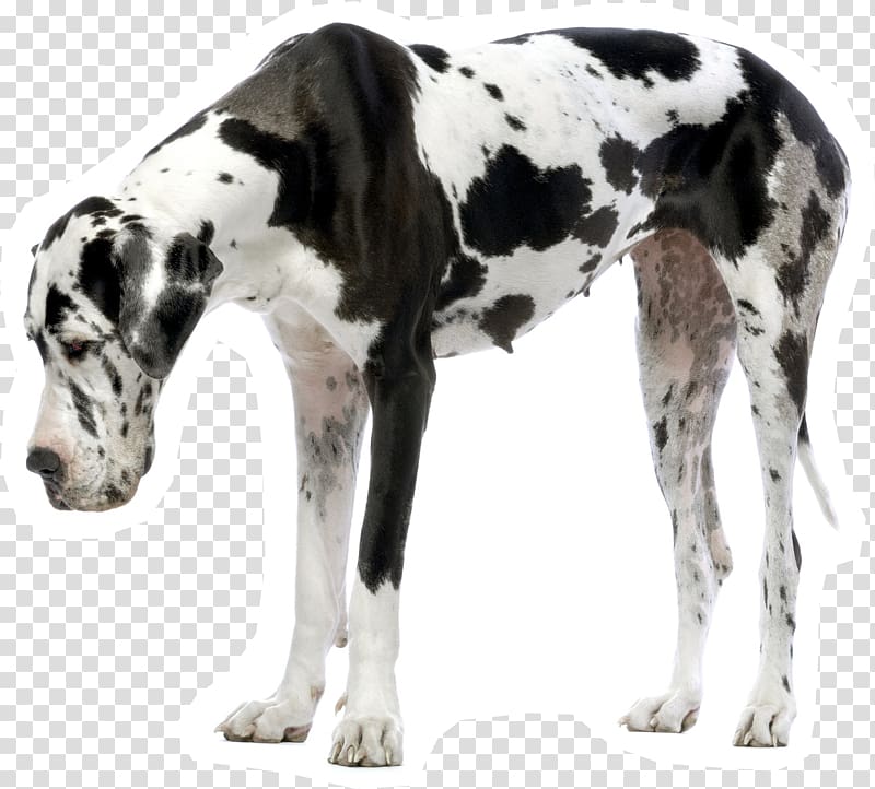 Great Dane Puppy Dogo Argentino Siberian Husky Dalmatian dog, puppy transparent background PNG clipart