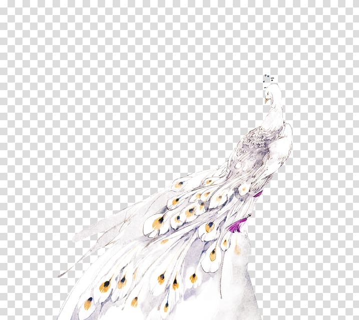 Peafowl, peacock transparent background PNG clipart