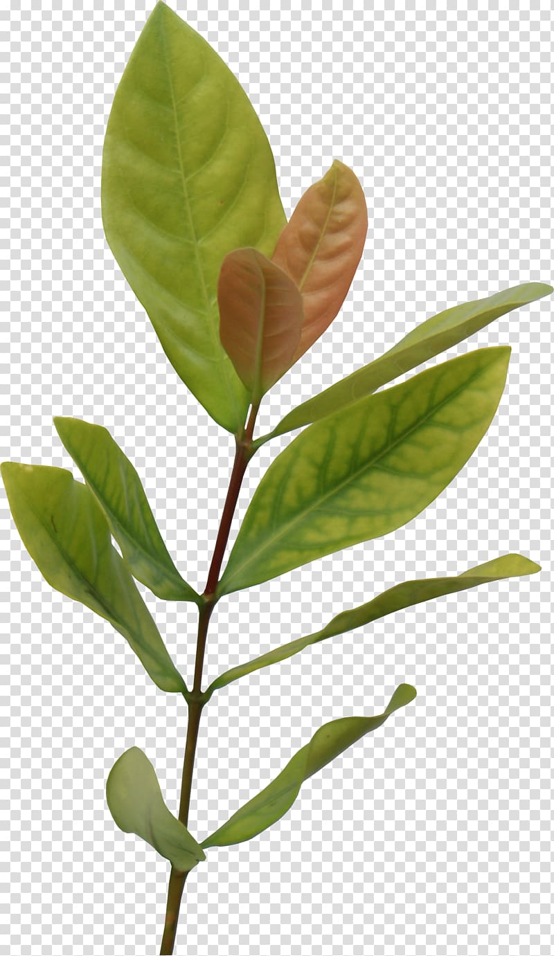 Leaf Information , tea leaves transparent background PNG clipart