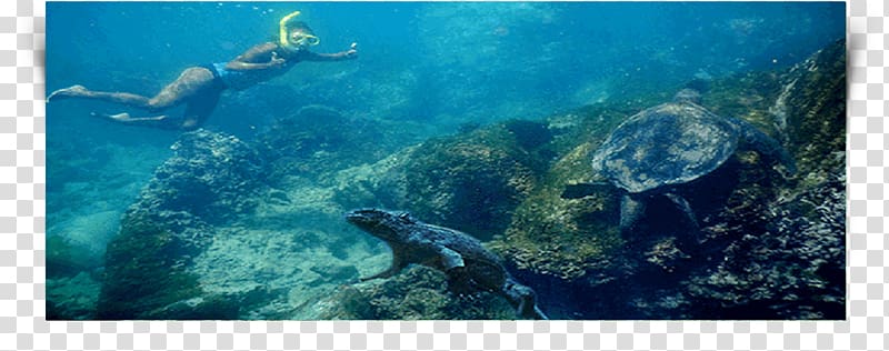 Loggerhead sea turtle Coral reef Underwater, sea transparent background PNG clipart
