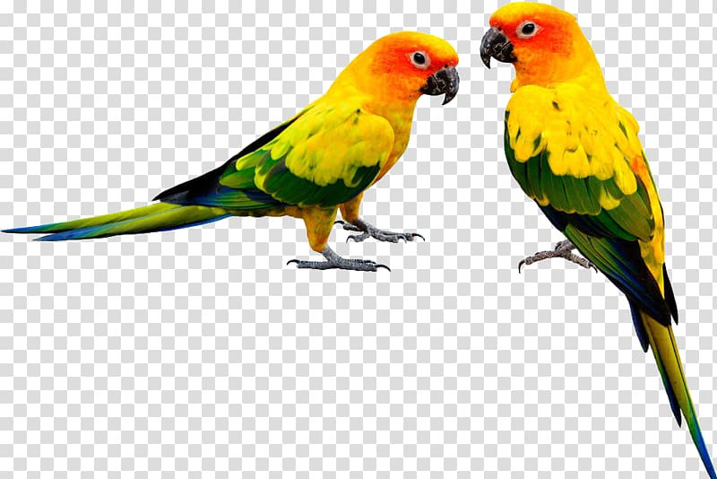parrot,Bako transparent background PNG clipart