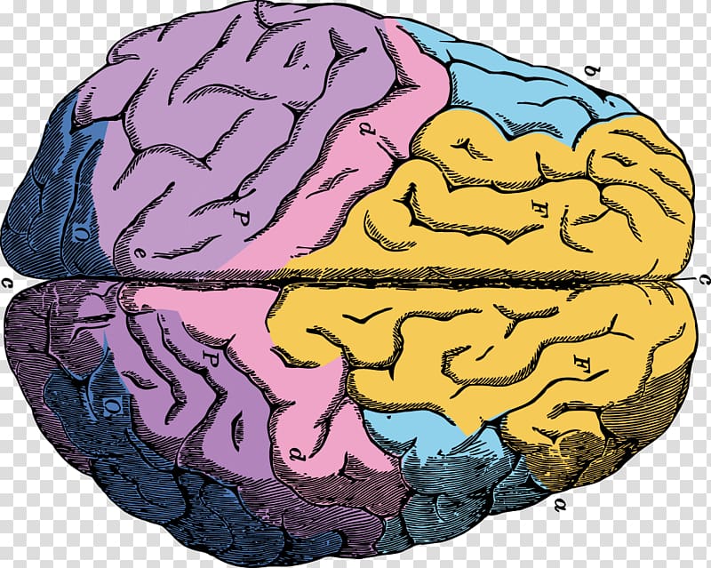 Human brain Neuron Euclidean , brain transparent background PNG clipart