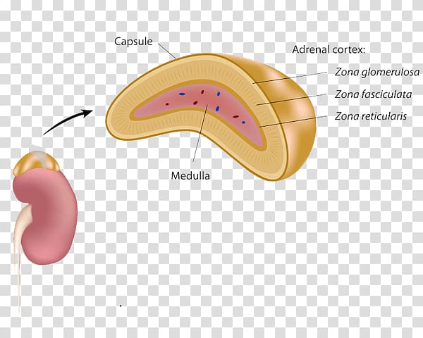 Adrenal gland Adrenal medulla Endocrine system , gland transparent background PNG clipart