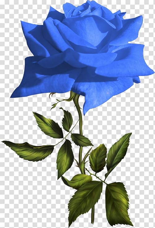 Blue rose Garden roses Flower , flower transparent background PNG clipart