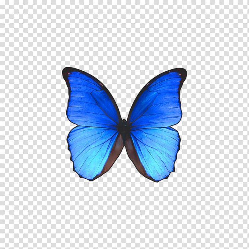 Rio de Janeiro Butterfly Morpho didius, Blue butterfly shape transparent background PNG clipart