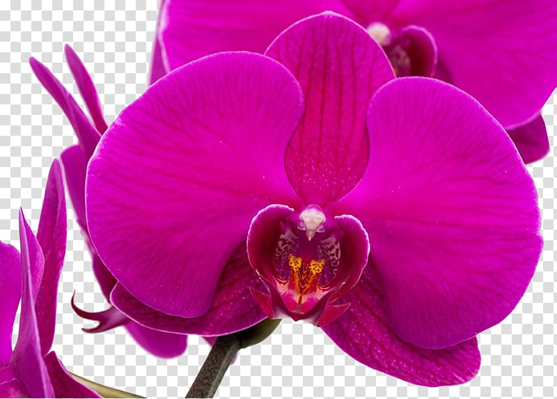 Moth orchids Purple Google s, Purple Orchid transparent background PNG clipart