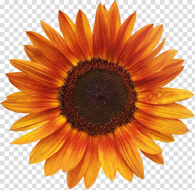 Common sunflower Orange Sunflower seed, Red sunflower transparent background PNG clipart