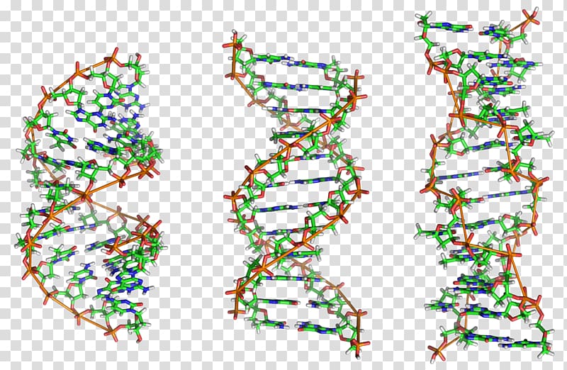 Z-DNA Nucleic acid double helix Nucleic acid structure A-DNA, DNA transparent background PNG clipart