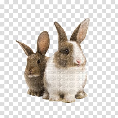 Domestic rabbit Holland Lop Pet Hutch, rabbit transparent background PNG clipart