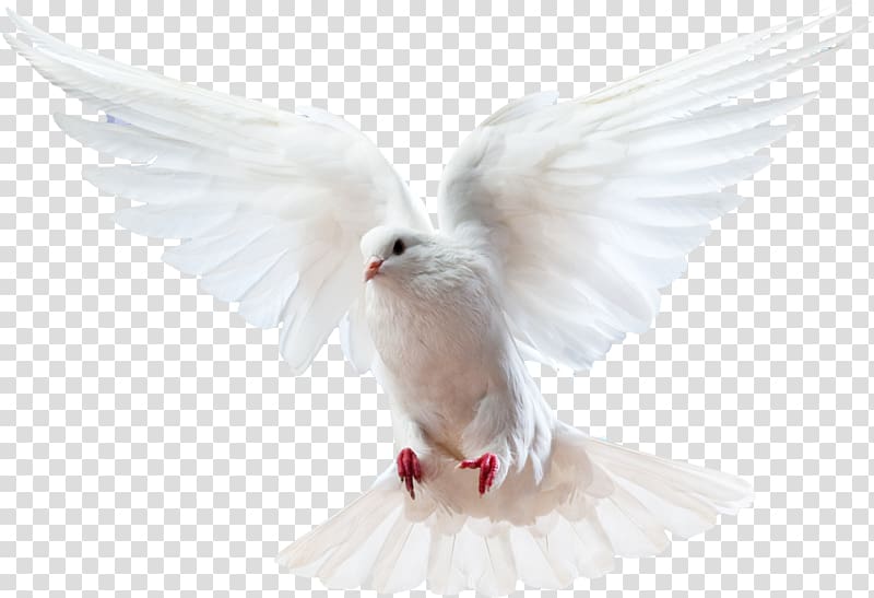 white pigeon, Columbidae Bird Doves as symbols Domestic pigeon, white dove transparent background PNG clipart