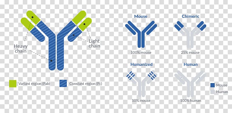 Monoclonal Antibody Production Imatinib Drug, others transparent background PNG clipart