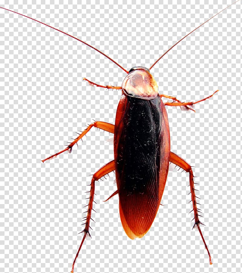 American cockroach German cockroach Pest Control, cockroach transparent background PNG clipart