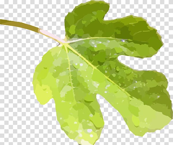 Fig leaf Common fig , fig. transparent background PNG clipart