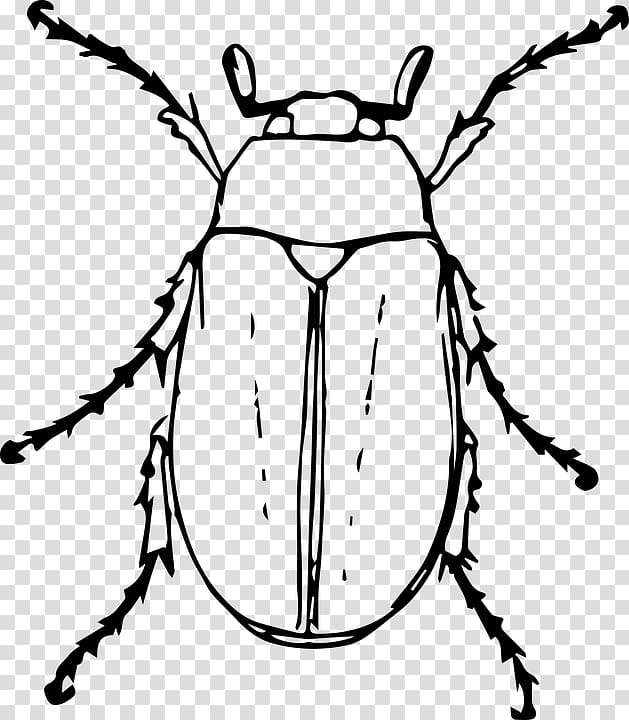 Beetle Drawing Cockchafer , beetle transparent background PNG clipart