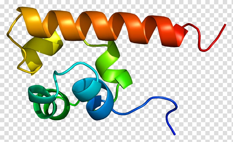 EPH receptor A4 Ephrin receptor Tyrosine kinase, others transparent background PNG clipart