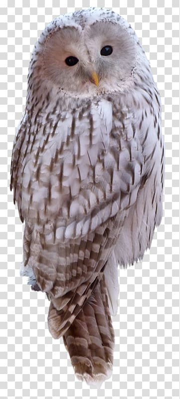 Great Grey Owl , owl transparent background PNG clipart