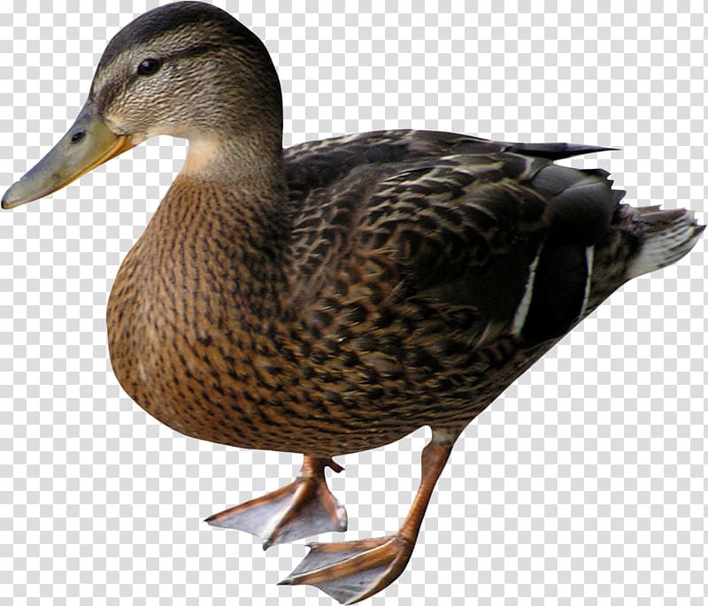 Duck Mallard Bird Goose, goose transparent background PNG clipart