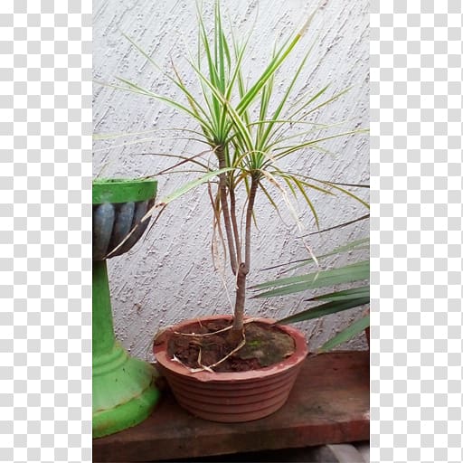 Houseplant Flowerpot Dracaena fragrans Tree Bonsai, bonsai plants transparent background PNG clipart