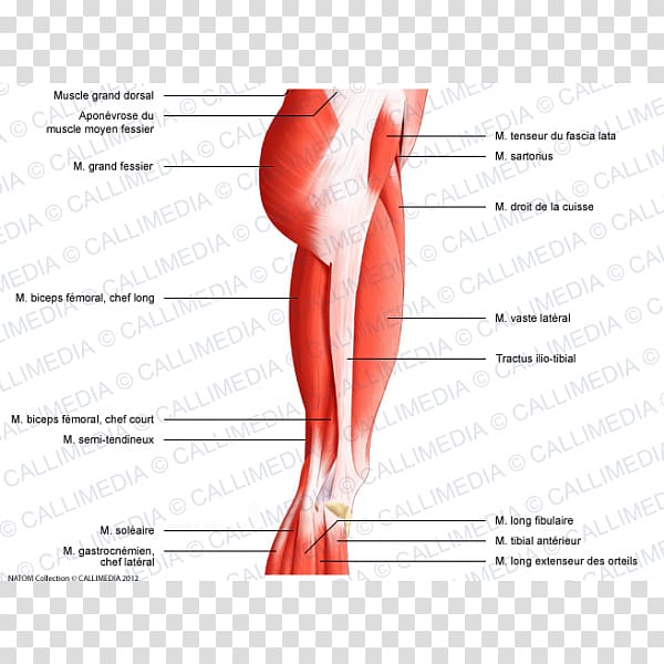Thigh Muscles of the hip Muscles of the hip Knee, musculo transparent background PNG clipart