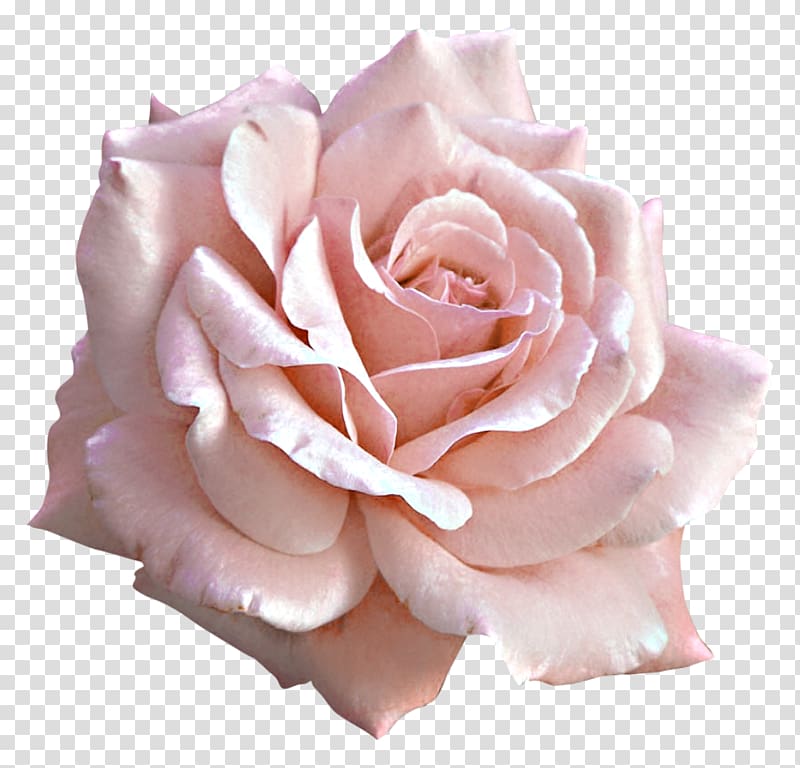 Light Rose Pink , rose transparent background PNG clipart