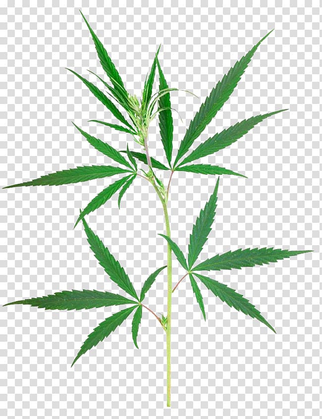 Cannabis sativa Marijuana Plant, cannabis transparent background PNG clipart