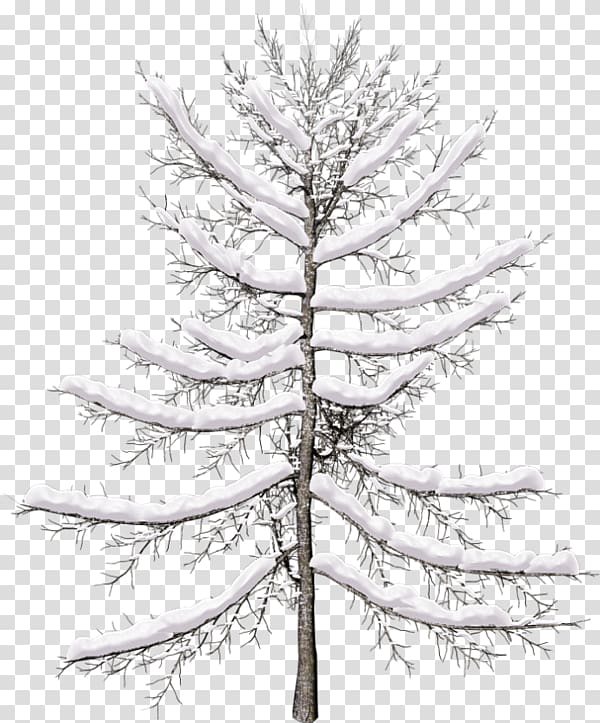 Spruce Tree Pine Larch Twig, tree transparent background PNG clipart