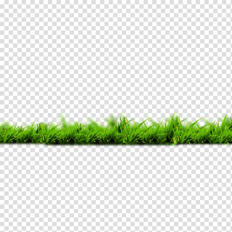 Google Silvergrass, Green grass transparent background PNG clipart