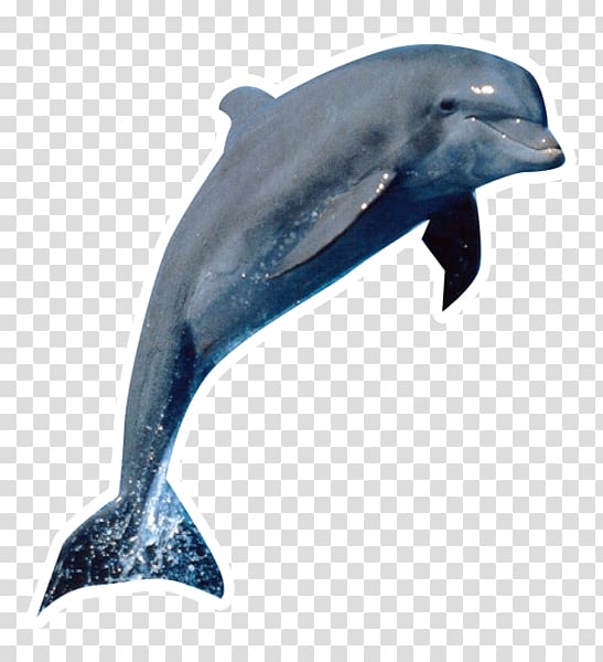 Dolphin Desktop Killer whale Cetacea, dolphin transparent background PNG clipart