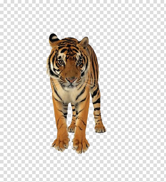 Lion Bengal tiger Felidae Wedding invitation Cat, Ferocious tiger transparent background PNG clipart