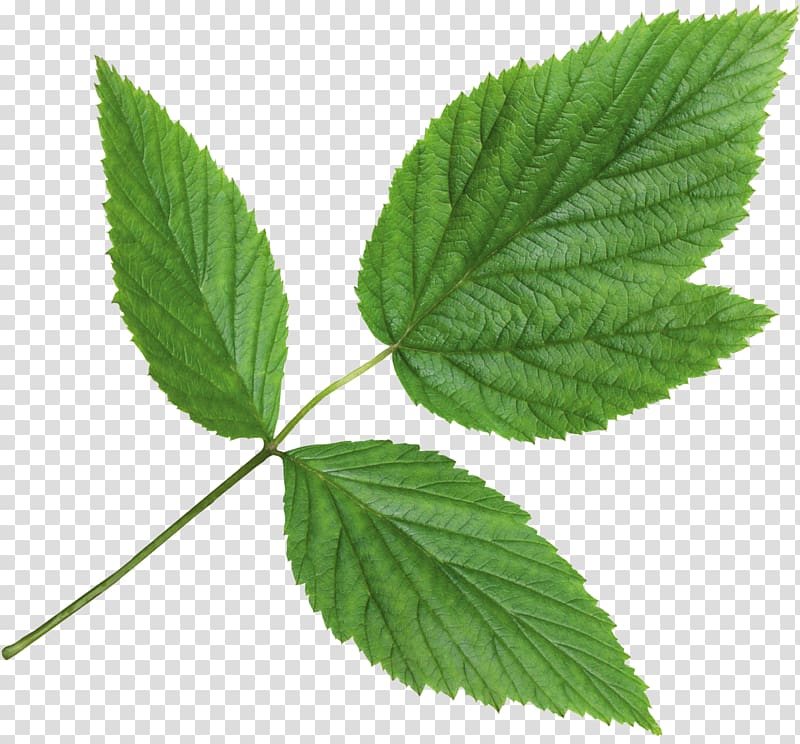Nettles Herbalism Mint С самого утра Adrenal gland, Mint transparent background PNG clipart