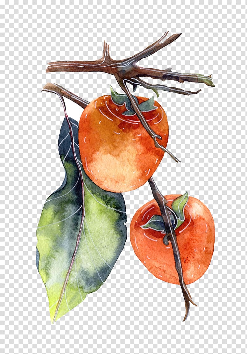 Persimmon Watercolor painting Poster Illustration, Watercolor hanging in the branches of a persimmon transparent background PNG clipart