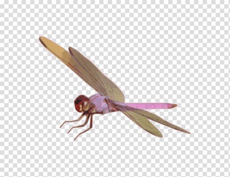 Dragonfly Damselfly , dragonfly transparent background PNG clipart