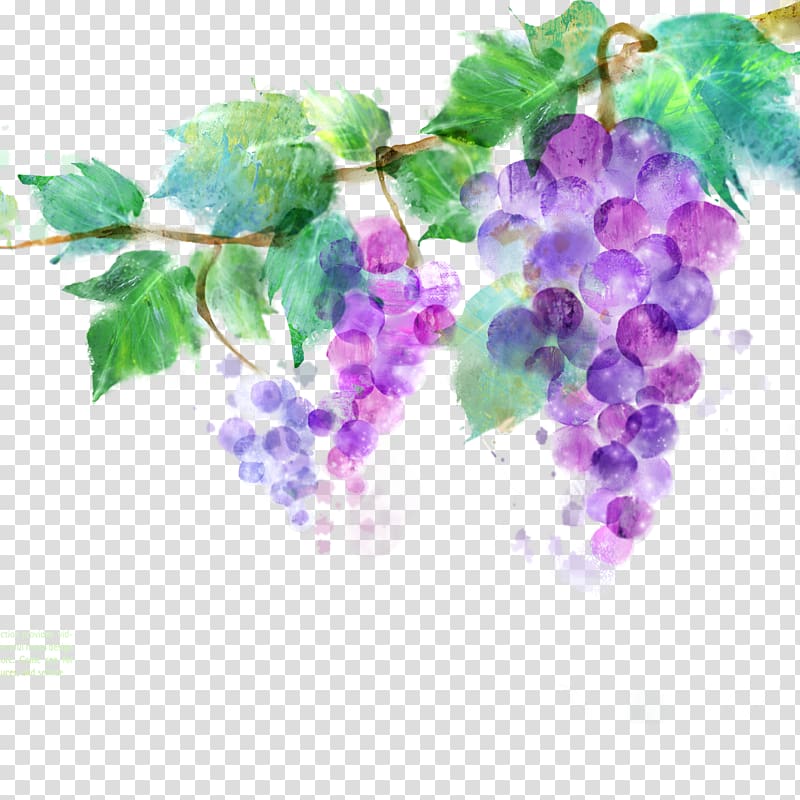 grapes illustration, Common Grape Vine Vitis amurensis Ink wash painting Purple, Graffiti purple grapes transparent background PNG clipart