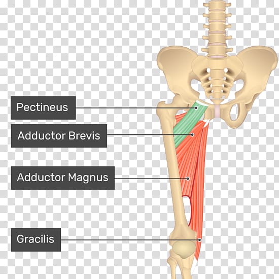 Pectineus muscle Sartorius muscle Gracilis muscle Anatomy, arm transparent background PNG clipart