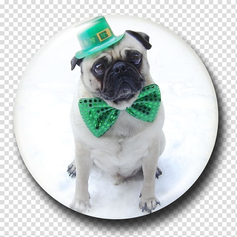 Saint Patrick\'s Day Pug March 17 Happy St. Patrick\'s Day Puppy, Pug cartoon transparent background PNG clipart