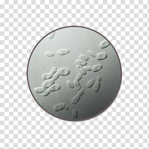 Microscope Bacteria Yeast, The yeast material under the microscope transparent background PNG clipart